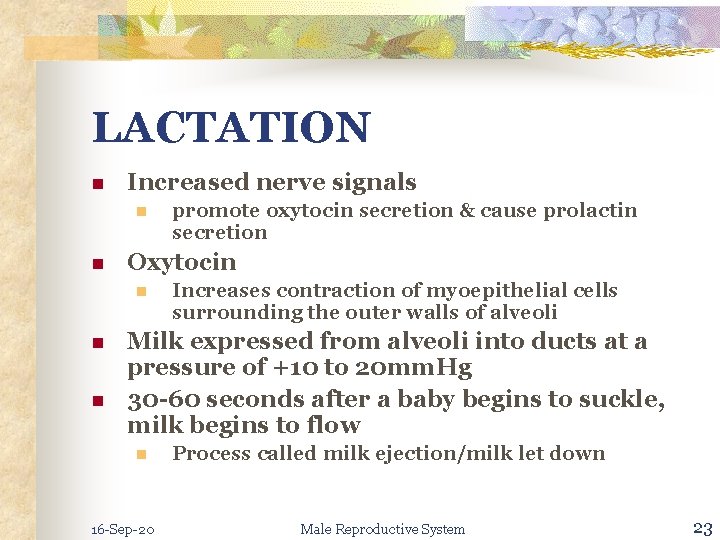 LACTATION n Increased nerve signals n n Oxytocin n promote oxytocin secretion & cause