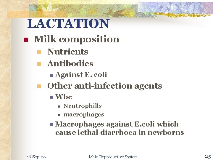 LACTATION n Milk composition n n Nutrients Antibodies n Against n E. coli Other