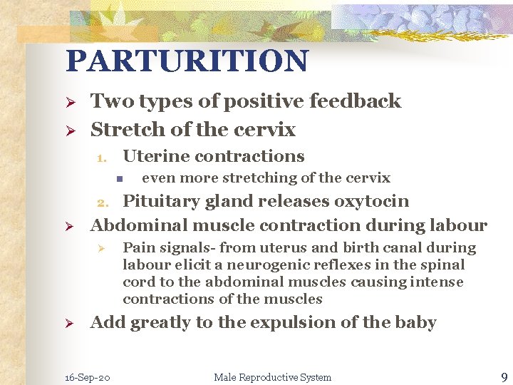 PARTURITION Ø Ø Two types of positive feedback Stretch of the cervix 1. Uterine