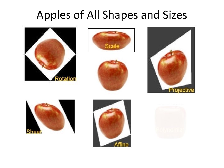 Apples of All Shapes and Sizes 