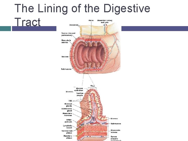 The Lining of the Digestive Tract 