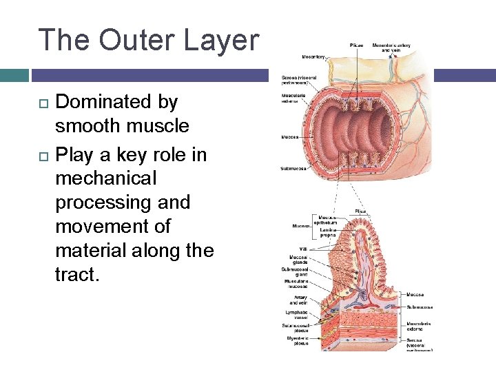 The Outer Layer Dominated by smooth muscle Play a key role in mechanical processing