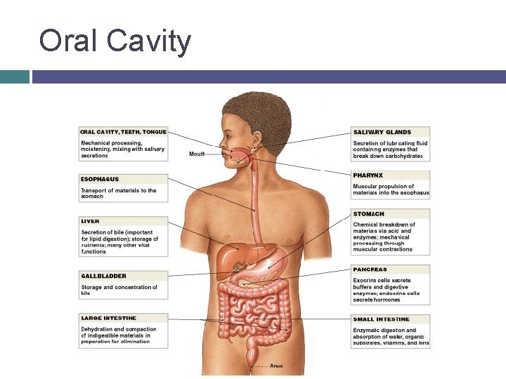 Oral Cavity 