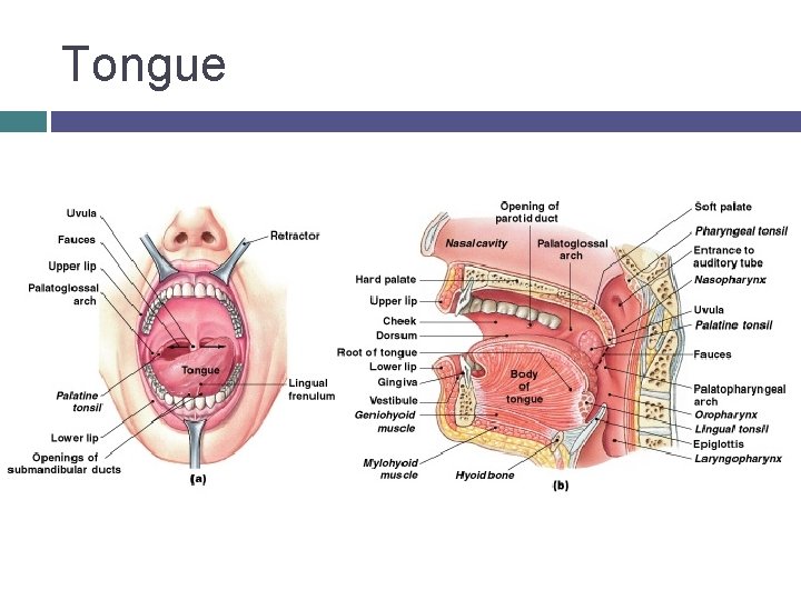 Tongue 