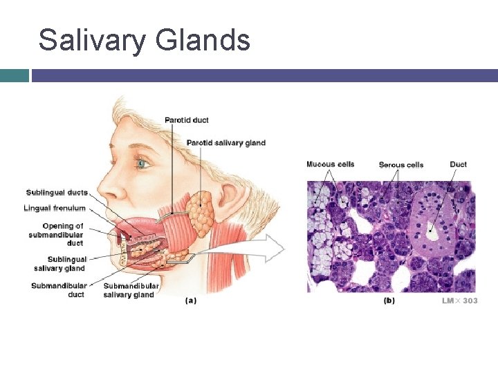 Salivary Glands 