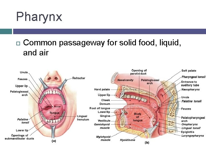 Pharynx Common passageway for solid food, liquid, and air 