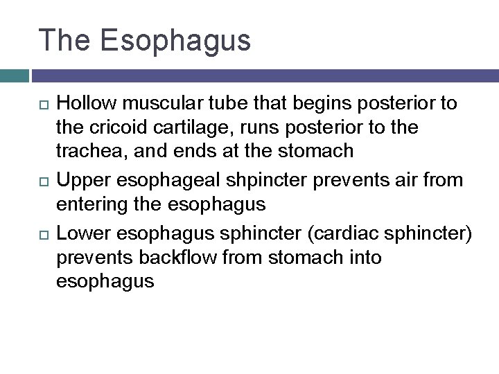 The Esophagus Hollow muscular tube that begins posterior to the cricoid cartilage, runs posterior