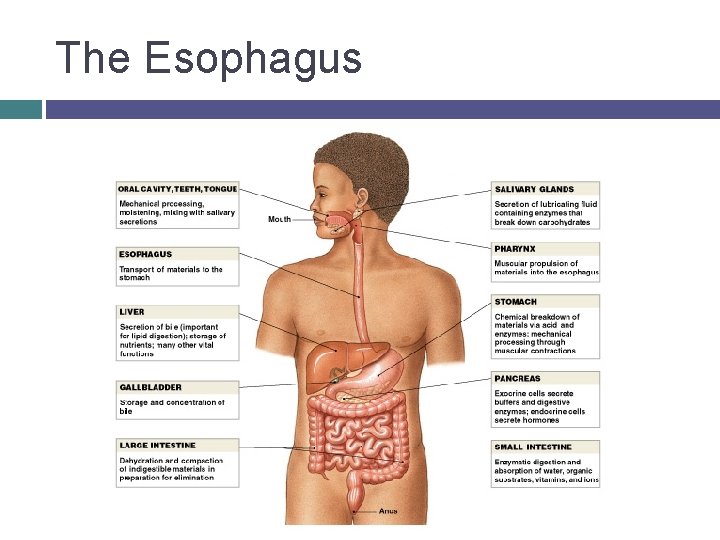 The Esophagus 