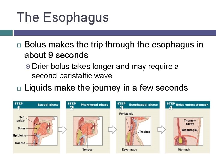 The Esophagus Bolus makes the trip through the esophagus in about 9 seconds Drier