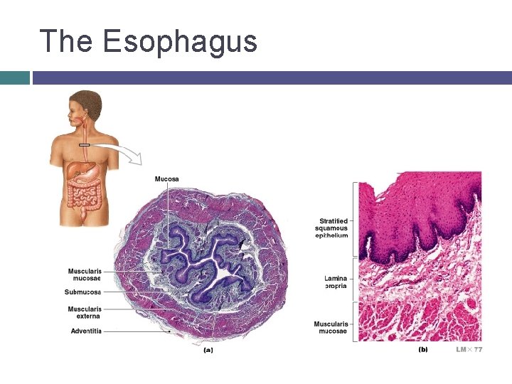 The Esophagus 
