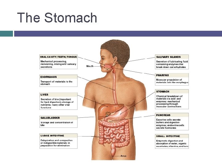 The Stomach 