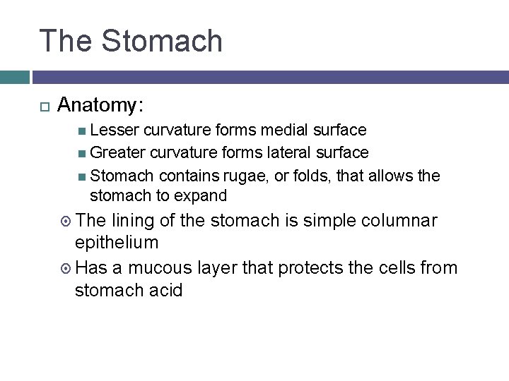 The Stomach Anatomy: Lesser curvature forms medial surface Greater curvature forms lateral surface Stomach