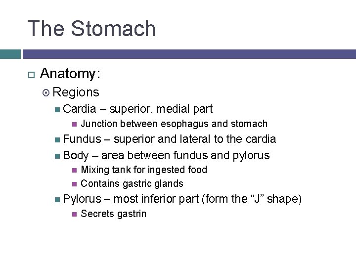 The Stomach Anatomy: Regions Cardia – superior, medial part Junction between esophagus and stomach