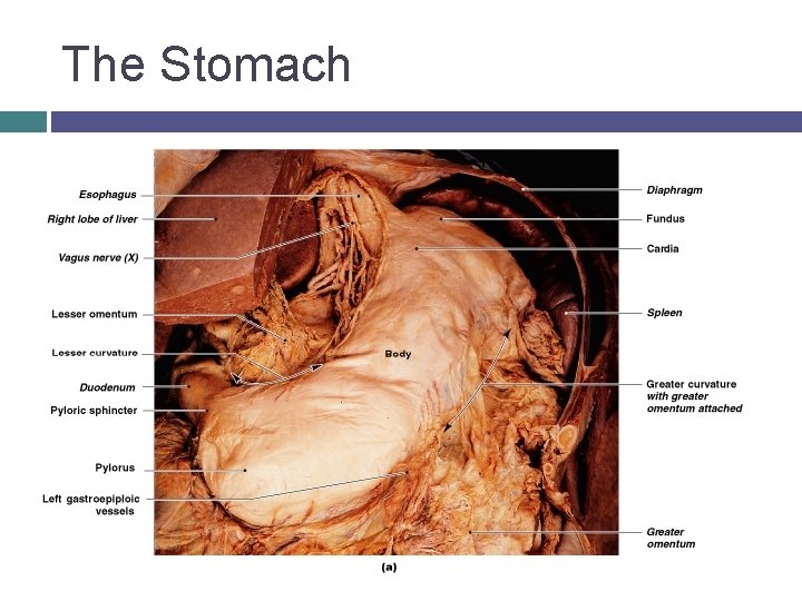 The Stomach 