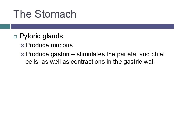 The Stomach Pyloric glands Produce mucous Produce gastrin – stimulates the parietal and chief