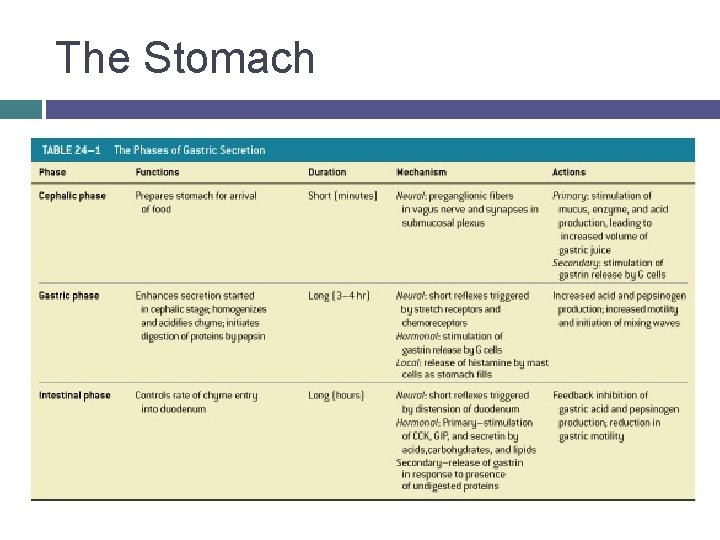 The Stomach 