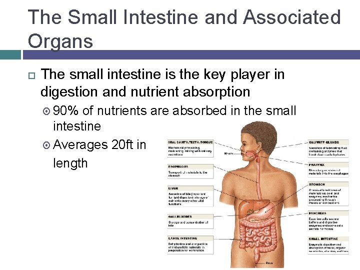 The Small Intestine and Associated Organs The small intestine is the key player in