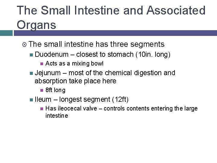 The Small Intestine and Associated Organs The small intestine has three segments Duodenum –