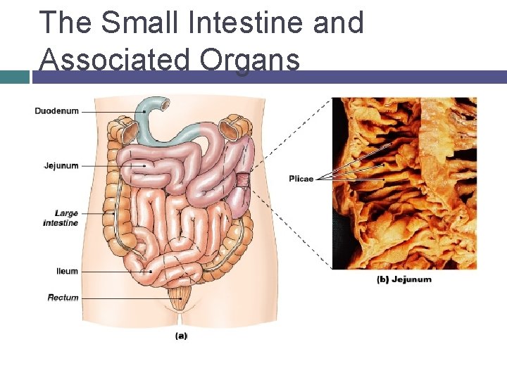 The Small Intestine and Associated Organs 