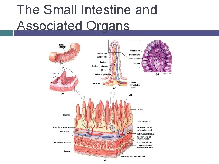 The Small Intestine and Associated Organs 