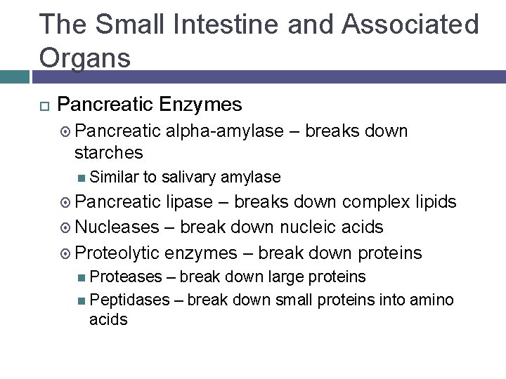 The Small Intestine and Associated Organs Pancreatic Enzymes Pancreatic alpha-amylase – breaks down starches