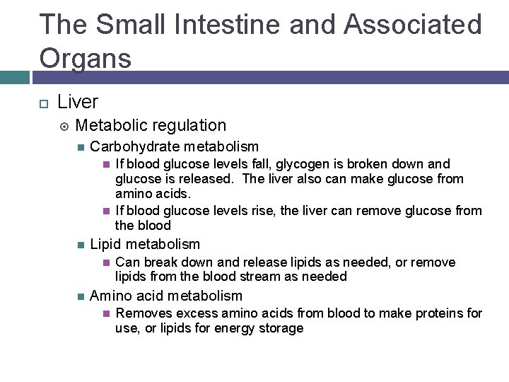 The Small Intestine and Associated Organs Liver Metabolic regulation Carbohydrate metabolism Lipid metabolism If