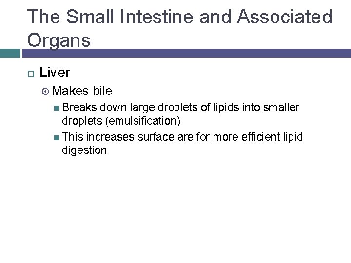 The Small Intestine and Associated Organs Liver Makes bile Breaks down large droplets of