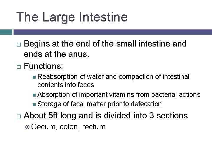 The Large Intestine Begins at the end of the small intestine and ends at