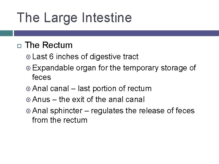 The Large Intestine The Rectum Last 6 inches of digestive tract Expandable organ for