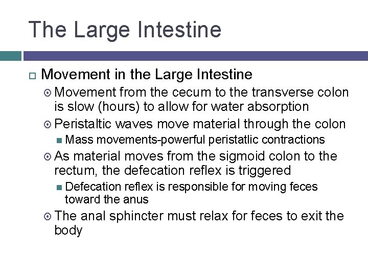 The Large Intestine Movement in the Large Intestine Movement from the cecum to the