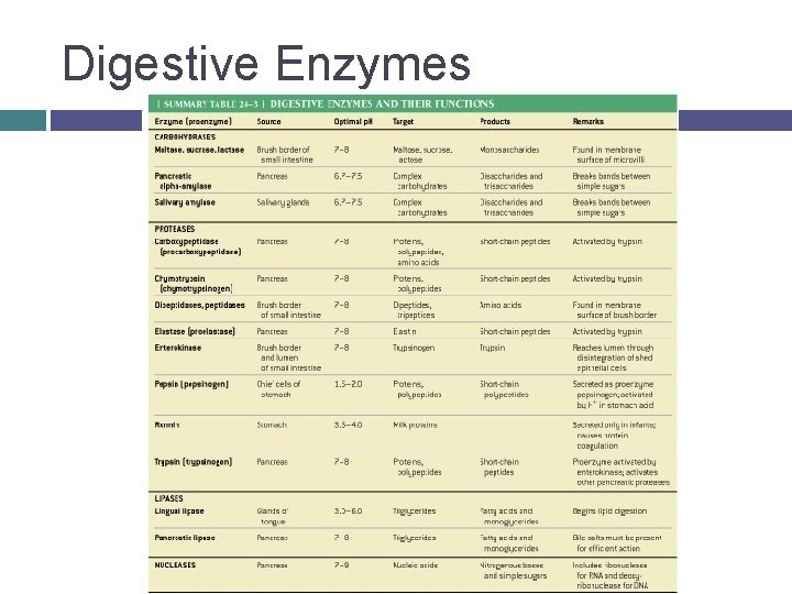 Digestive Enzymes 