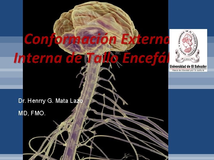 Conformación Externa e Interna de Tallo Encefálico. Dr. Henrry G. Mata Lazo MD, FMO.