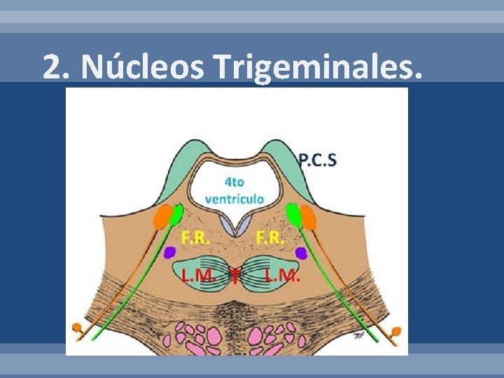 2. Núcleos Trigeminales. 