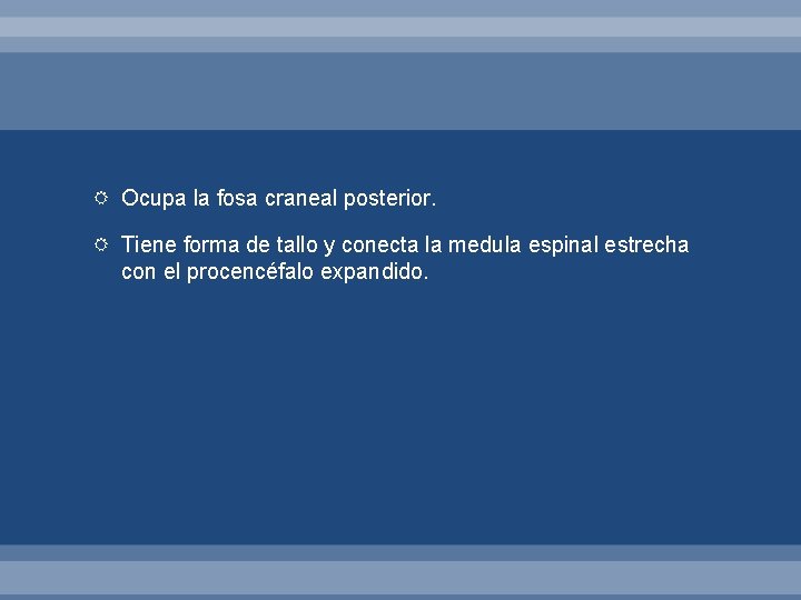  Ocupa la fosa craneal posterior. Tiene forma de tallo y conecta la medula