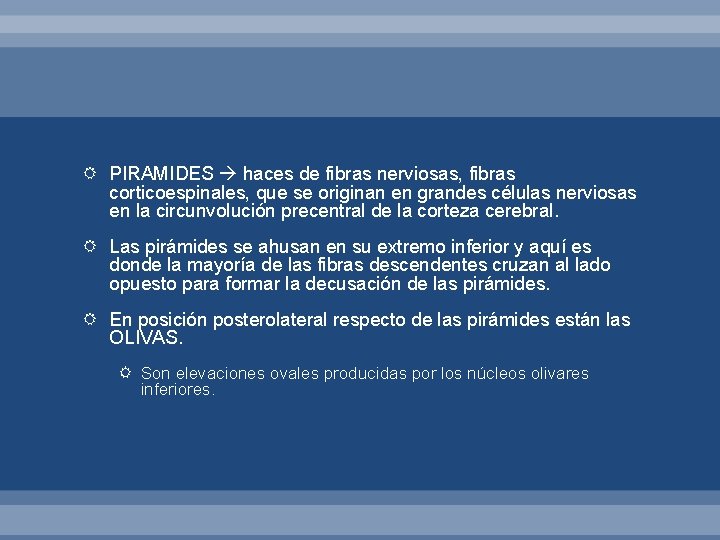  PIRAMIDES haces de fibras nerviosas, fibras corticoespinales, que se originan en grandes células