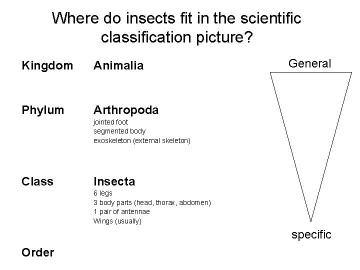 Where do insects fit in the scientific classification picture? Kingdom Animalia Phylum Arthropoda General