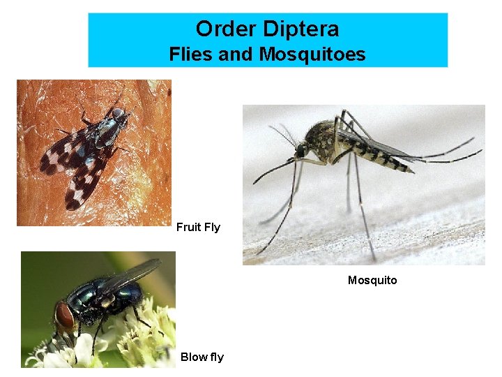 Order Diptera Flies and Mosquitoes Fruit Fly Mosquito Blow fly 