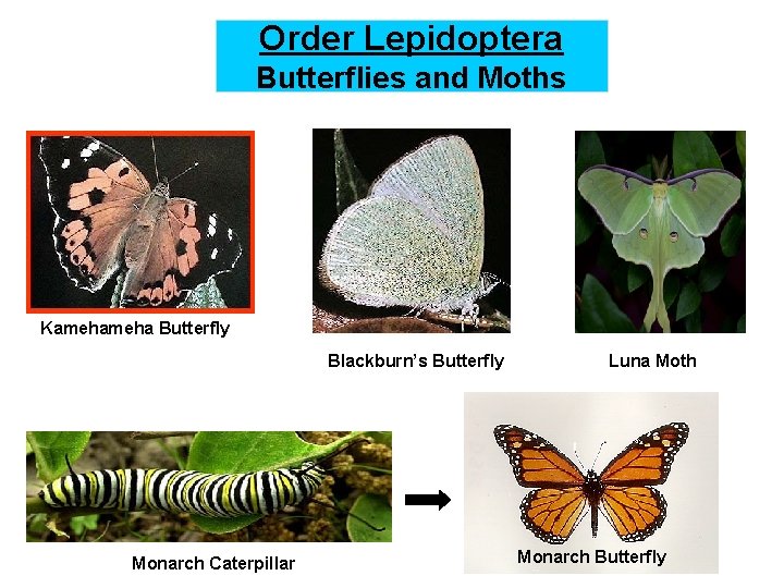 Order Lepidoptera Butterflies and Moths Kameha Butterfly Blackburn’s Butterfly Monarch Caterpillar Luna Moth Monarch