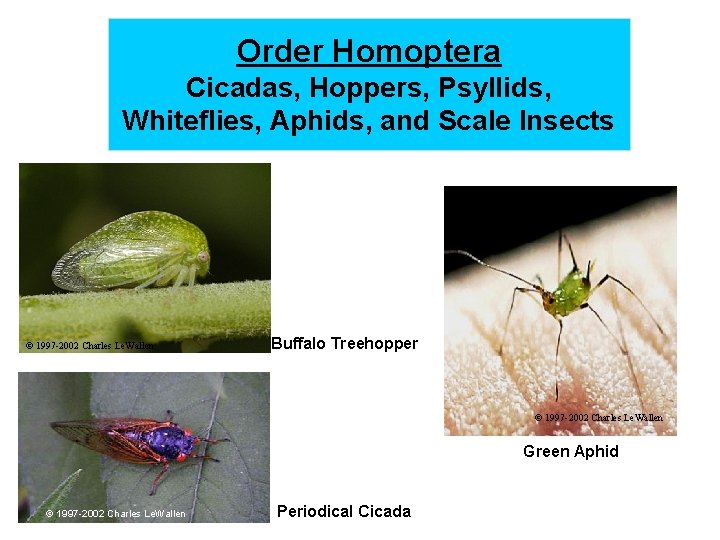 Order Homoptera Cicadas, Hoppers, Psyllids, Whiteflies, Aphids, and Scale Insects © 1997 -2002 Charles