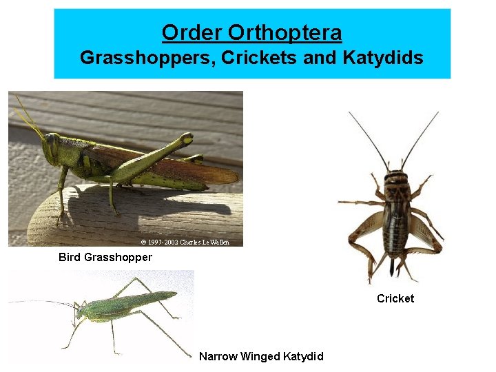 Order Orthoptera Grasshoppers, Crickets and Katydids © 1997 -2002 Charles Le. Wallen Bird Grasshopper