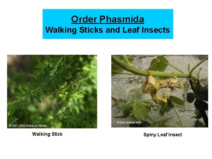 Order Phasmida Walking Sticks and Leaf Insects © 1997 -2002 Charles Le. Wallen Walking