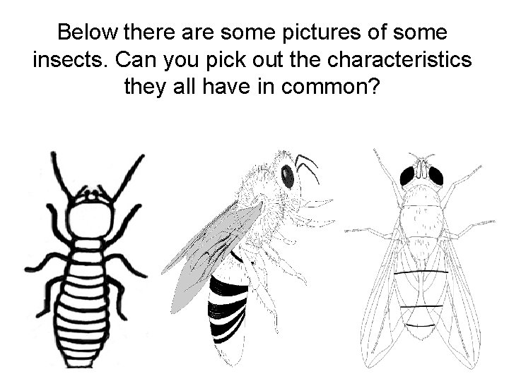 Below there are some pictures of some insects. Can you pick out the characteristics