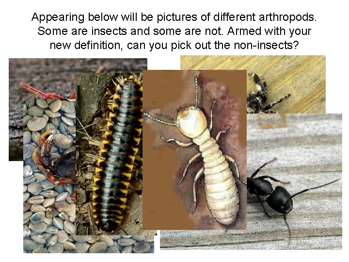 Appearing below will be pictures of different arthropods. Some are insects and some are