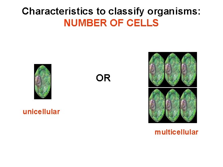 Characteristics to classify organisms: NUMBER OF CELLS OR unicellular multicellular 