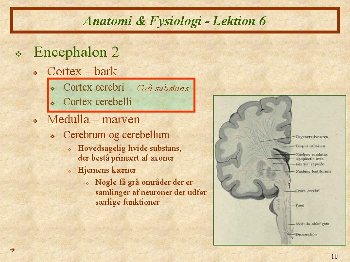 Anatomi & Fysiologi - Lektion 6 v Encephalon 2 v Cortex – bark v