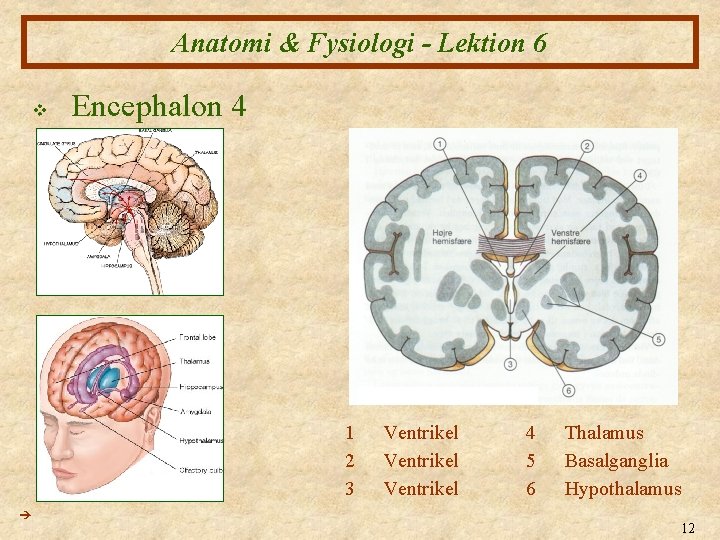 Anatomi & Fysiologi - Lektion 6 v Encephalon 4 1 2 3 Ventrikel 4