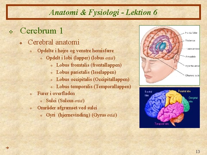 Anatomi & Fysiologi - Lektion 6 v Cerebrum 1 v Cerebral anatomi v v