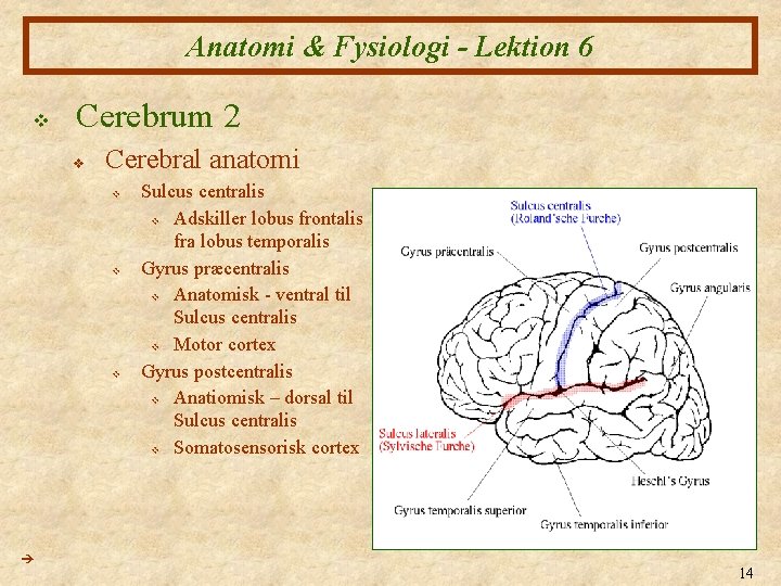 Anatomi & Fysiologi - Lektion 6 v Cerebrum 2 v Cerebral anatomi v v