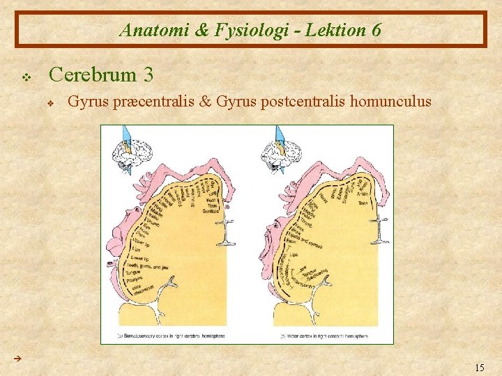 Anatomi & Fysiologi - Lektion 6 v Cerebrum 3 v Gyrus præcentralis & Gyrus