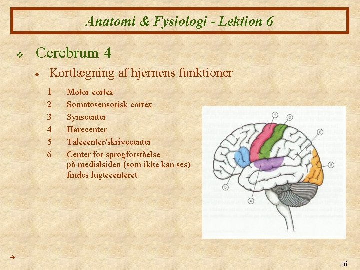 Anatomi & Fysiologi - Lektion 6 v Cerebrum 4 v Kortlægning af hjernens funktioner